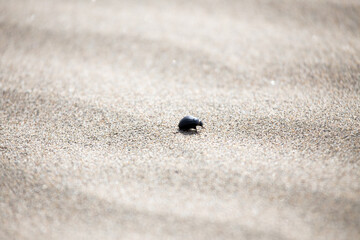 insect in the desert