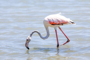 Pink flamingo on a salt lake close-up, copy space