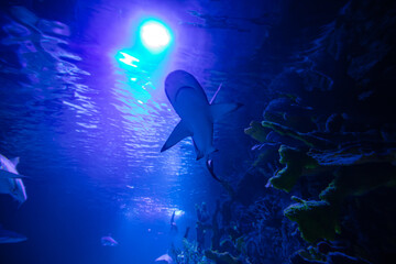 sharks in aquarium for design purpose