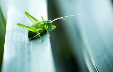 grasshopper