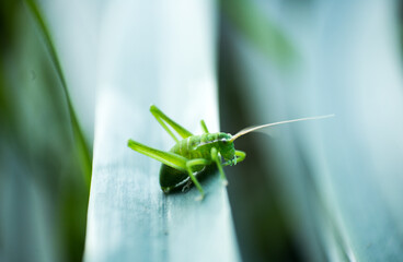 grasshopper