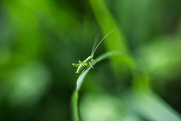 grasshopper