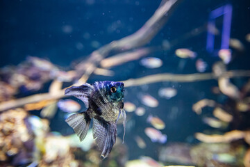 different fishes in aquarium for design purpose