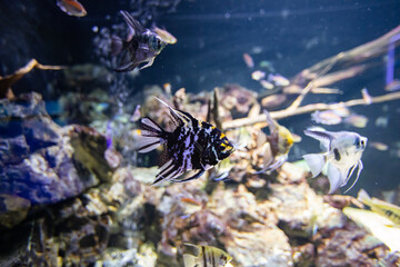 different fishes in aquarium for design purpose