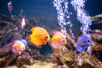 different fishes in aquarium for design purpose