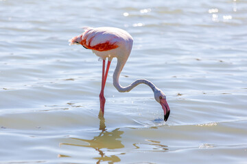 Pink flamingo on a salt lake close-up, copy space