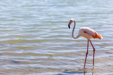 Pink flamingo on a salt lake close-up, copy space