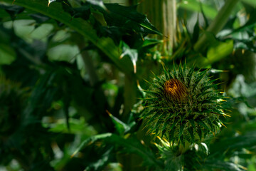 Closeup of thistle blossom and spikes