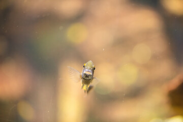 different fishes in aquarium for design purpose