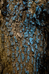 Calm texture of the brown bark of a tree with green moss on it