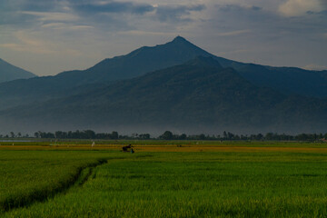 Green expanse of rice fields with views of mountains and hills in cloudy sky weather