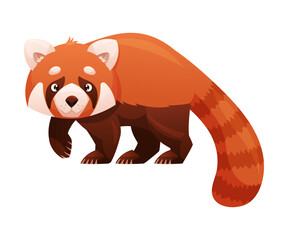 Adorable Red Panda as Small Fluffy Mammal with Dense Reddish-brown Fur and Ringed Tail Walking Vector Illustration