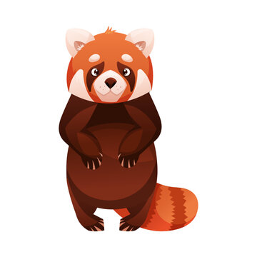 Adorable Red Panda as Small Fluffy Mammal with Dense Reddish-brown Fur and Ringed Tail Standing on Hind Legs Vector Illustration