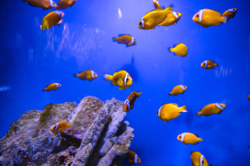 Fototapeta na wymiar different fishes in aquarium for design purpose