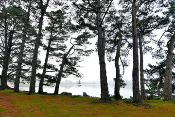 Obraz premium Jolis arbres dans la nature