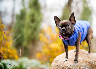 A dog of the Chihuahua breed is wearing a blue vest. A very cute dog is sitting on a stone covered with moss against a background of blurred trees. The photo is blurred