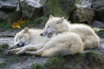 Two white wolfs sleeping on the ground, portrait
