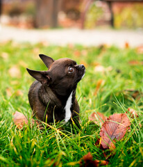 A chihuahua dog is standing in the green grass on the background of a blurred alley. The dog is cold. She looks away. Blurred autumn photo