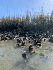 Oysters at low tide in the marsh