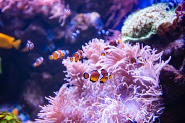 Clownfish or anemonefish in aquarium