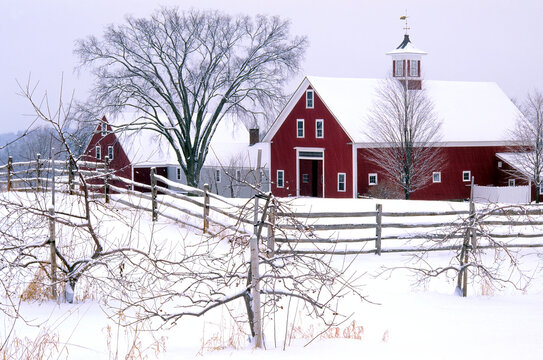 Tranquil winter scene at picturesque farm in rural New England with red barns, split-rail fence, and tree branches covered with blanket of fresh white snow. - Powered by Adobe
