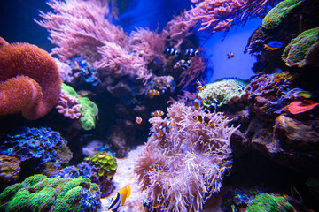 Naklejka na ściany i meble different fishes in aquarium for design purpose