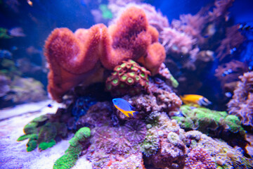 Coral reef in aquarium for design purpose