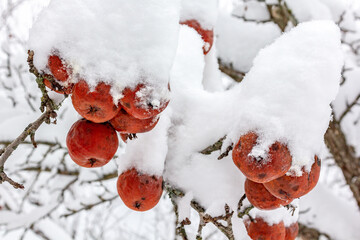 Frozen apples covered with snow on an apple tree in winter.