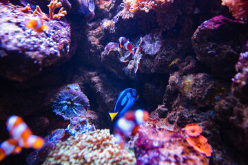 Fototapeta na wymiar Clownfish and Blue Tang in aquarium