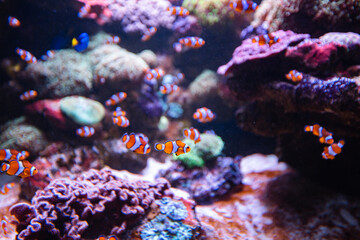Naklejka na ściany i meble Clownfish or anemonefish in aquarium