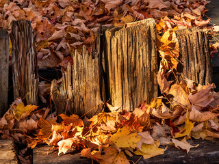 autumn leaves on old wooden rail fence