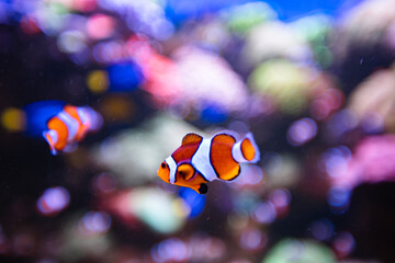 Clownfish or anemonefish in aquarium