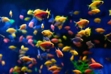 Obraz na płótnie Canvas A lot of colorful fishes in aquarium for design purpose