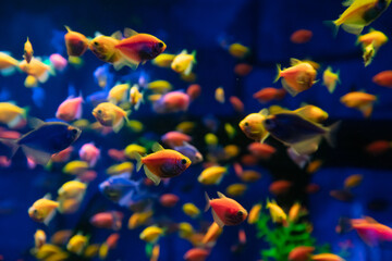 Naklejka na ściany i meble A lot of colorful fishes in aquarium for design purpose