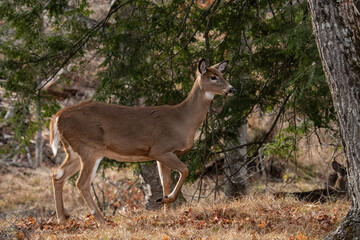 Whitetailed deer doe in forest