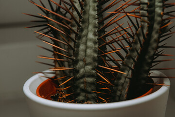 plant