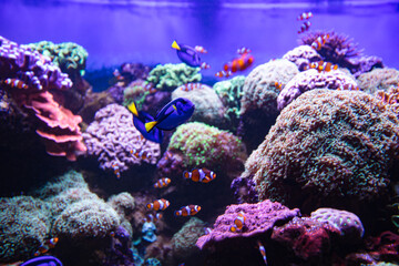 Fototapeta na wymiar Clownfish and Blue Tang in aquarium