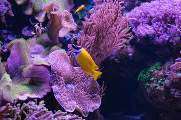 Fototapeta na wymiar different fishes in aquarium for design purpose