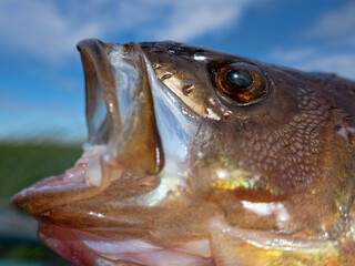 Ichthyology, morphology of fish. Fish mouth, mouthparts (supermaxilla). European Perch (Perca fluviatilis) © max5128