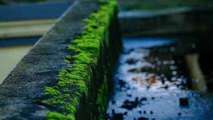 Moss that grows on house buildings during the rainy season