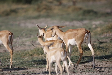 Endangered species Blackbuck in Bishnoi village forest reserve area. Beautiful male and female blackbuck captured with all movement in natural habitat. Rare animal portrait. Beautiful wall mounting.