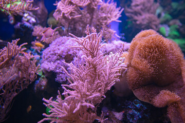 Fototapeta na wymiar Coral reef in aquarium for design purpose