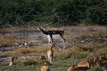Endangered species Blackbuck in Bishnoi village forest reserve area. Beautiful male and female blackbuck captured with all movement in natural habitat. Rare animal portrait. Beautiful wall mounting.