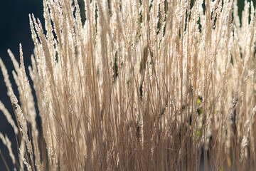 Closeup of twigs with seeds of ornamental cane arranged outdoors with sun glare. Grass or plants growing in wild near lake or river turned yellow after onset of autumn weather and cold days