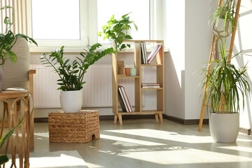 Stylish room interior with different beautiful houseplants