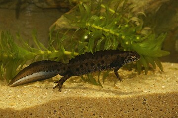 Closeup on a impressive male Danube crested newt, Triturus dobrogicus