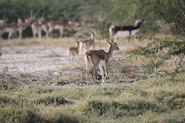 Naklejka na ściany i meble Endangered species Blackbuck in Bishnoi village forest reserve area. Beautiful male and female blackbuck captured with all movement in natural habitat. Rare animal portrait. Beautiful wall mounting.