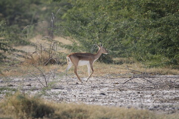 Endangered species Blackbuck in Bishnoi village forest reserve area. Beautiful male and female blackbuck captured with all movement in natural habitat. Rare animal portrait. Beautiful wall mounting.