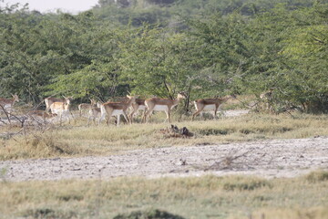 Naklejka premium Endangered species Blackbuck in Bishnoi village forest reserve area. Beautiful male and female blackbuck captured with all movement in natural habitat. Rare animal portrait. Beautiful wall mounting.