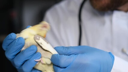 Close-up, medical examination of an Australian yellow parrot in a veterinary clinic.